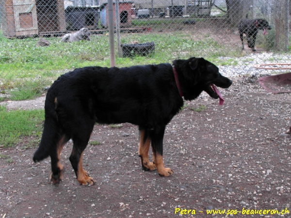 Athos du parc de Montmacon
