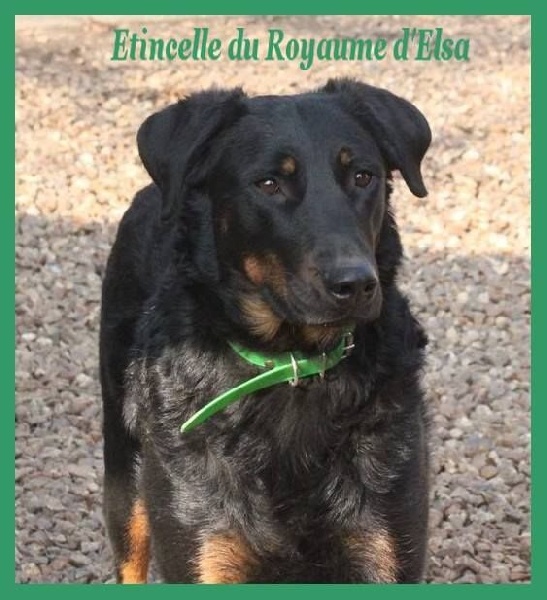 Etincelle d'anis du Royaume D'Elsa