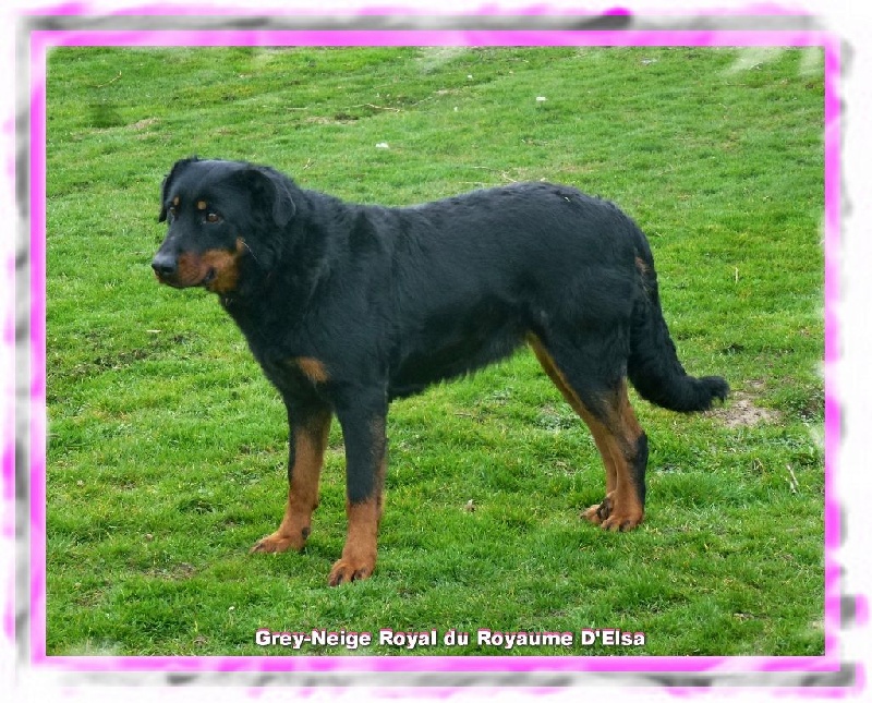 Grey-neige-royal du Royaume D'Elsa