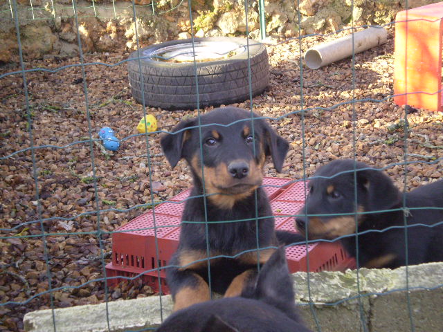 NOS CHIOTS